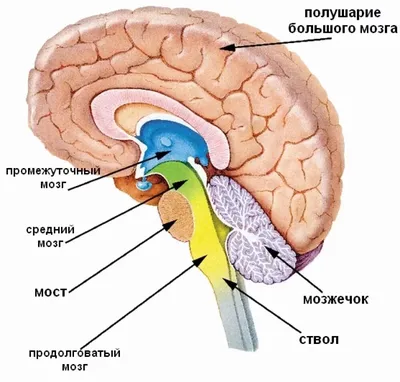 Головной мозг подготовка к ЕГЭ по биологии | Победить ЕГЭ и ОГЭ 👈Подпишись  — это полезно! | Дзен