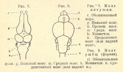 Глава 6. Позвоночные: рыбы, амфибии, птицы, млекопитающие