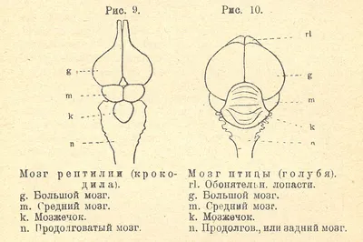 Глава 6. Позвоночные: рыбы, амфибии, птицы, млекопитающие