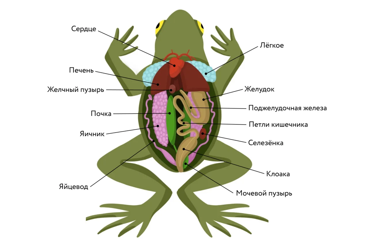 Головной мозг птиц отличается от земноводных. Внутреннее строение лягушки схема. Выделительная система лягушки. Выделительная система лягушки 7 класс. Внутреннее строение земноводных 7.