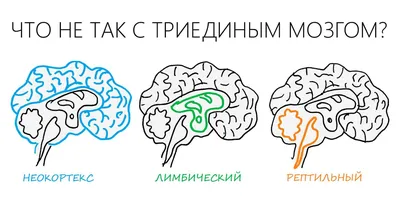 Концепция «триединого мозга» | Клуб ментального развития "Экилибр". | Дзен