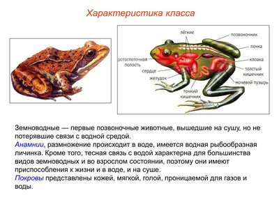 Что не так с триединым мозгом? | 