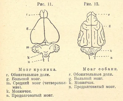 Глава 6. Позвоночные: рыбы, амфибии, птицы, млекопитающие