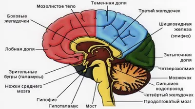 Мозжечок. Большая российская энциклопедия