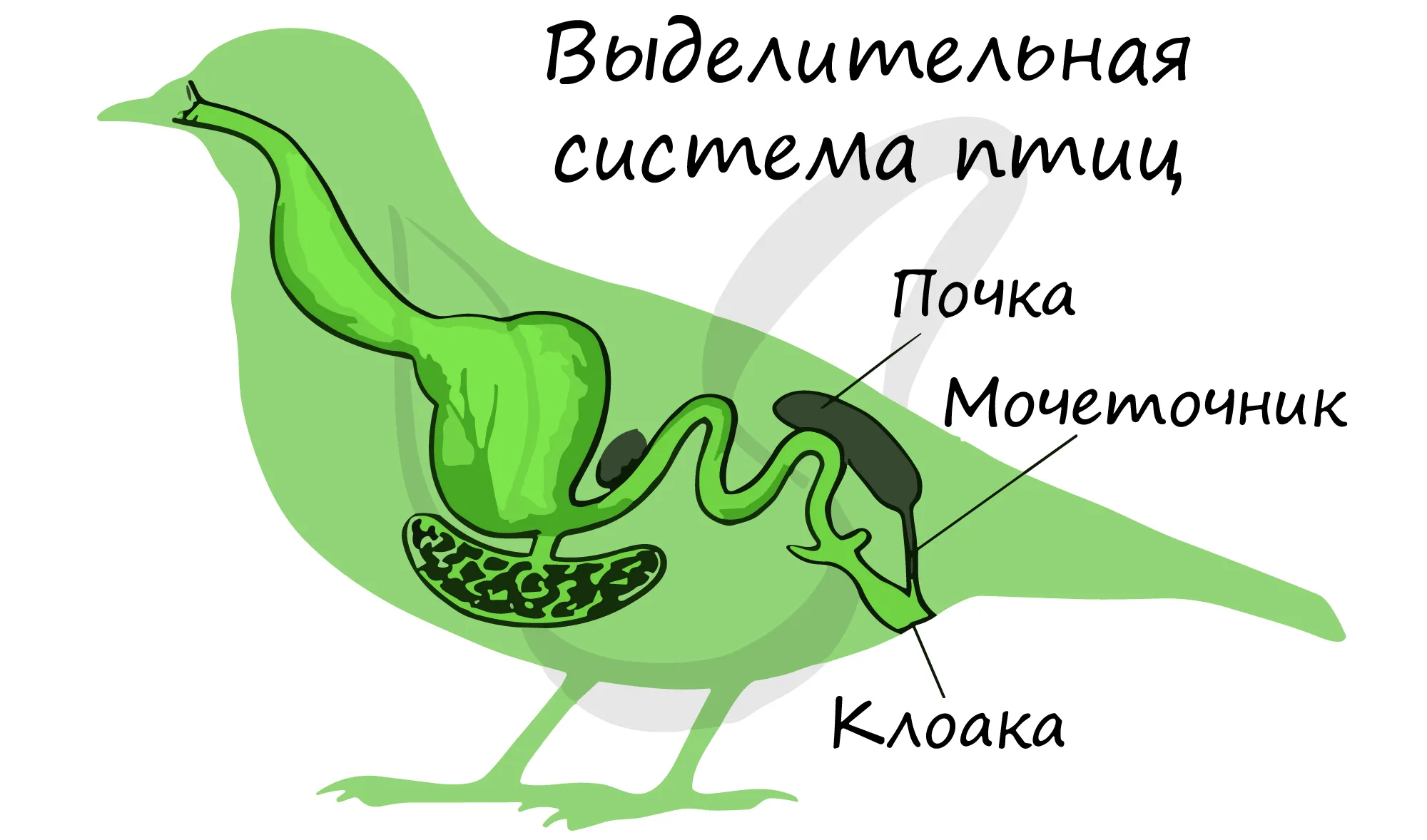 У пресмыкающихся мочеточники открываются в клоаку. Строение выделительной системы птиц. Схема строения выделительной системы птиц. Пищеварительная система и выделительная система птиц. Выделительная система птиц 7 класс.