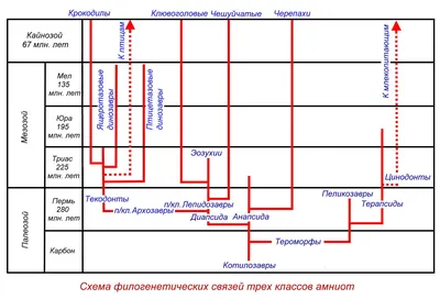 Класс Пресмыкающиеся (Reptilia)