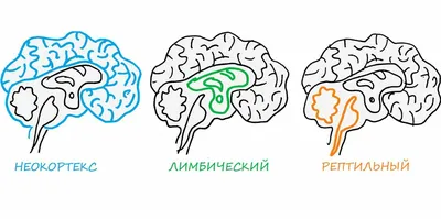 Класс Земноводные • Биология, Животные • Фоксфорд Учебник