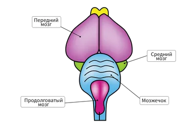 Глава 6. Позвоночные: рыбы, амфибии, птицы, млекопитающие