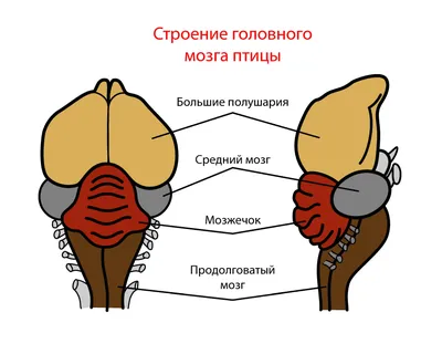 Глава 6. Позвоночные: рыбы, амфибии, птицы, млекопитающие