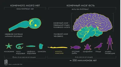 43. Особенности внутреннего строения птиц