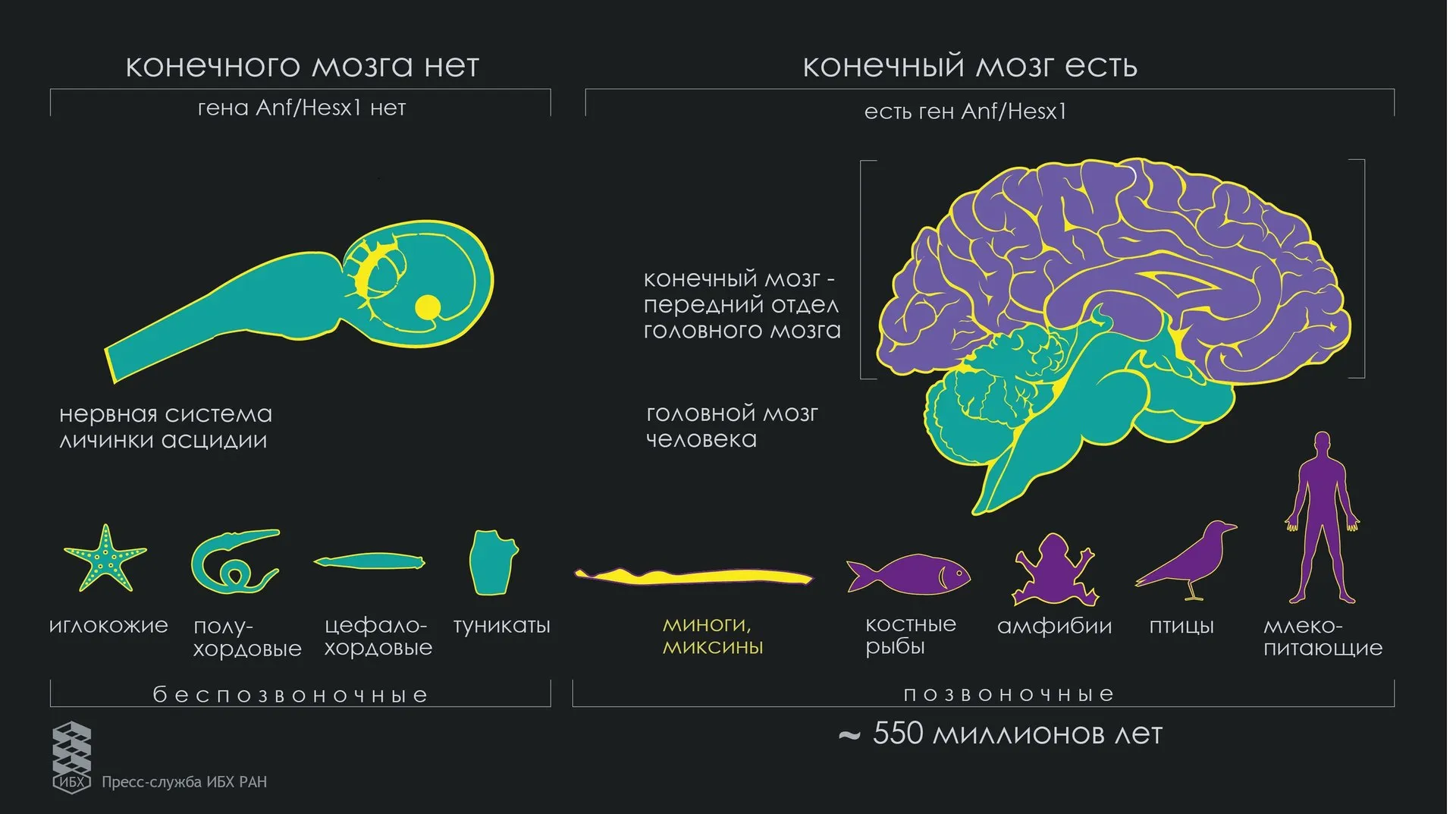 Наиболее древний мозг. Эволюция мозга. Развитие мозга Эволюция. Эволюция головного мозга человека. Эволюция человеческого мозга.