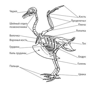 Грипп птиц. Краткая характеристика особо-опасного заболевания - ТОО  КазВетСнаб