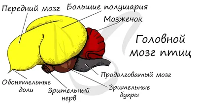 43. Особенности внутреннего строения птиц