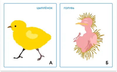 Эти гениальные птицы — купить книгу Дженнифера Акермана на сайте  