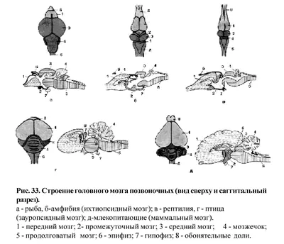 Размер мозга у птиц связали с риском «получить пулю»