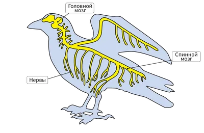 Смотреть диафильм Особенности анатомии и физиологии домашней птицы