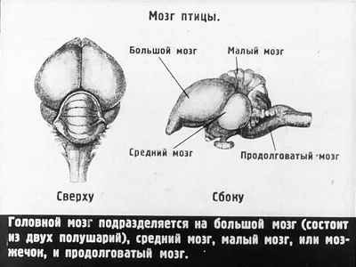 Класс птицы, подготовка к ЕГЭ по биологии