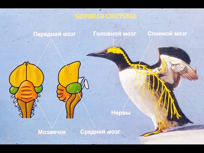 Почему мозг птиц совершенней мозга млекопитающих? - 