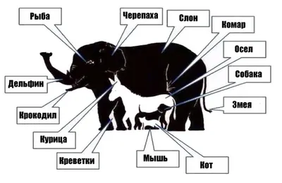 Головоломка сколько животных 34 картинки