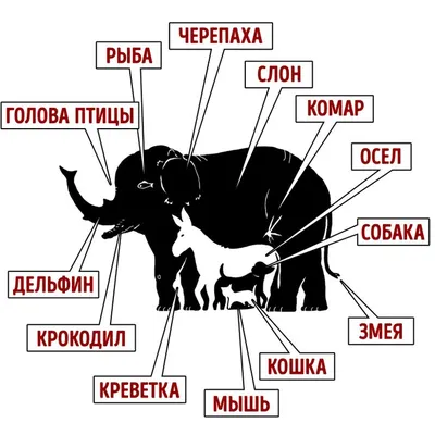 4d мастер зверь дикие животные Лев внутренние органы анатомическая Учебная  модель головоломка сборка игрушка | AliExpress