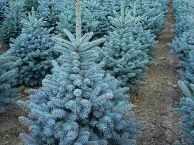 Живая голубая ель - идеальное дерево для новогоднего праздника
