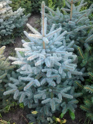 Купить голубую ель (саженцы) в Ростове-на-Дону 🌲 - Флора Сервис