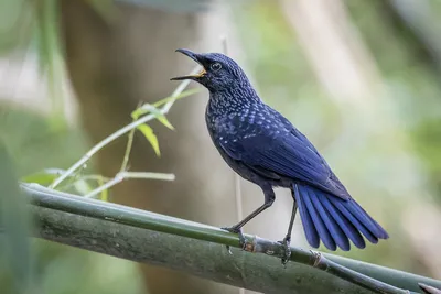 Блестящая синяя птица - eBird