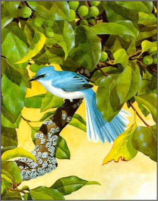 Синяя птица [группа flavirostris] - eBird