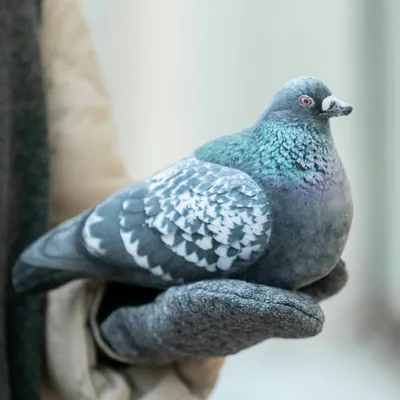 Голубь: Птица мира | Интересные факты про голубей - YouTube
