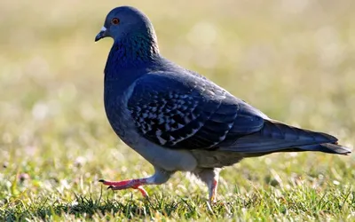 Массовая гибель голубей: стали известны причины эпидемии | ИПЭЭ РАН