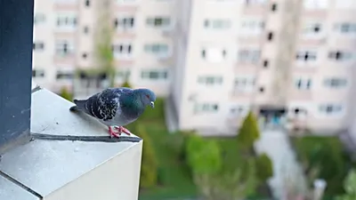 Заводчик птиц показал голубя "без головы" и шокировал соцсети. Видео
