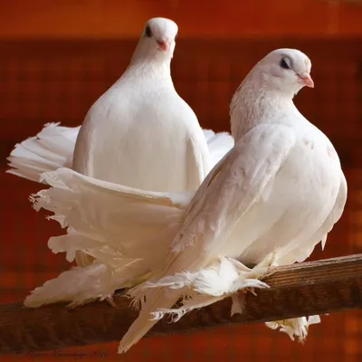 У голубей в Сиилинярви обнаружили заразный вирус | Yle Novosti | Yle