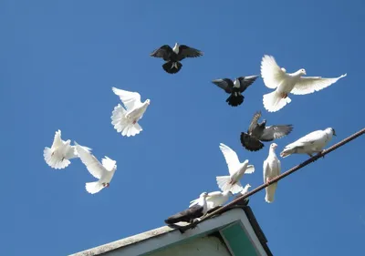 Содержания и разведения голубей | Голуби. Все голубях | Дзен