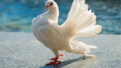 Самые красивые голуби в мире | Эксперт по сельской жизни | Дзен