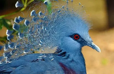 Самые красивые голуби мира | Домашние птицы, Разноцветные птицы,  Экзотические птицы