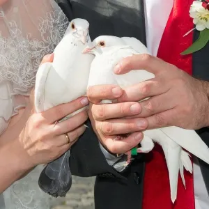 Запуск голубей, голуби на свадьбу - официальный сайт APTVISIT