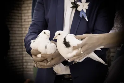 Заказать голубей на свадьбу