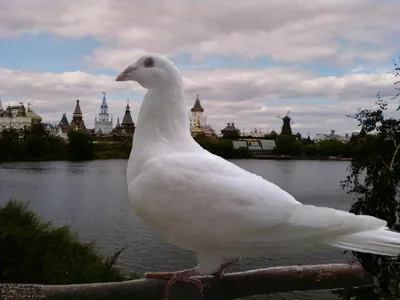 ТМ Открытая планета Набор для украшения плакат свадьба голуби на стену в  школу