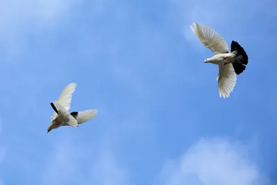 Белых голубей в небе (84 фото) - красивые фото и картинки 
