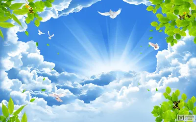 Птицы Голуби Небо - Бесплатное фото на Pixabay - Pixabay