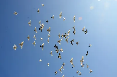 Белые голуби в небе - 33 фото: смотреть онлайн