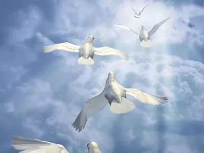 Голуби Летят. Многие Птицы В Синем Небе. Фотография, картинки, изображения  и сток-фотография без роялти. Image 37560096