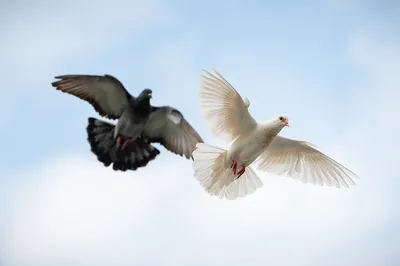 Белые голуби в небе - 60 фото