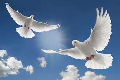 Белый голубь в небе — картинка на рабочий стол — 