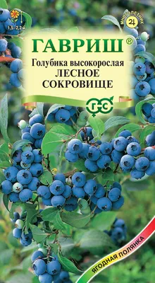 Голубика, Ботаническая акварель купить в интернет-магазине Ярмарка Мастеров  по цене 3000 ₽ – QYE6KBY | Картины, Москва - доставка по России