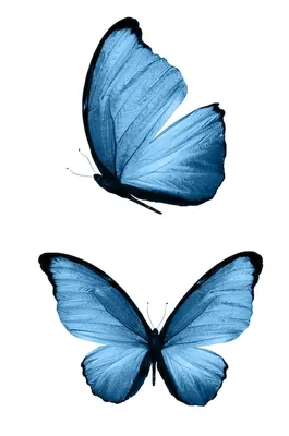 Голубые бабочки, изолированные на белом фоне. тропические бабочки.  насекомые для дизайна. акварельные краски | Премиум Фото