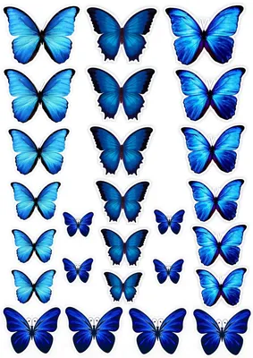 Голубые бабочки шаблон - 60 фото