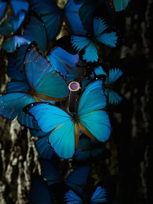 синие бабочки | Бумажные бабочки, Фотоподарки, Ботанические рисунки
