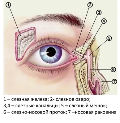 Слезятся глаза: почему и что делать? Лечение слезотечения