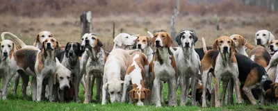 Гончие собаки — Википедия